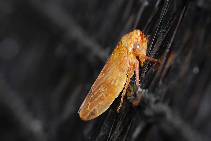 identificazione cicadellidae